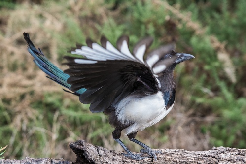 Danse de la pie