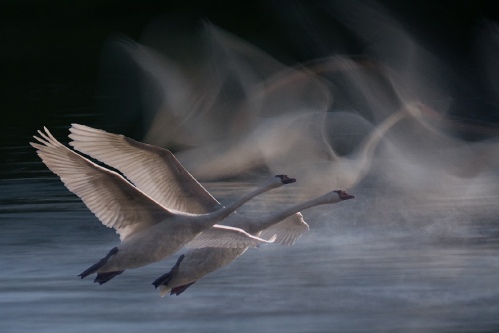 Décollage cygnes