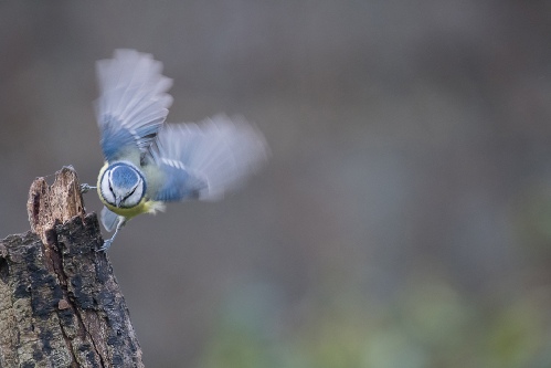 Mésange bleue vol