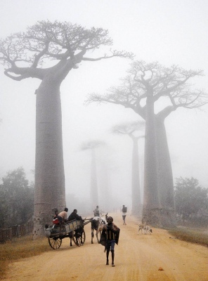Baobab village