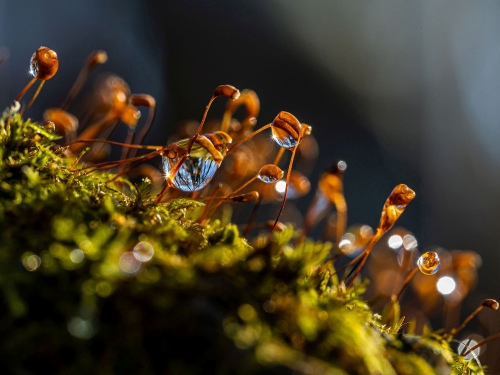 Dew
