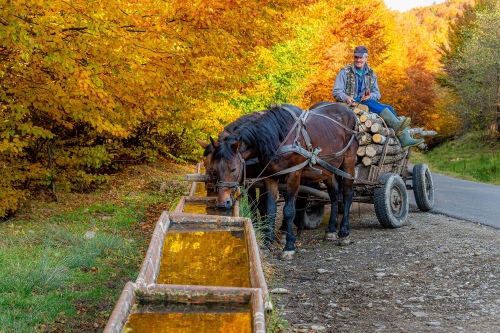 Golden Autumn