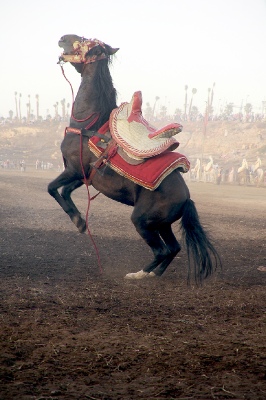 Prancing Horse