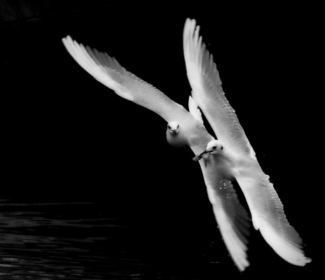 Gulls II