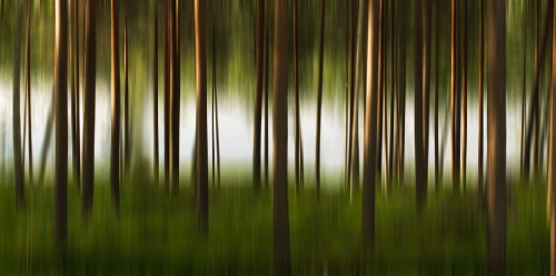 Summer Landscape