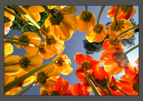 Tulips