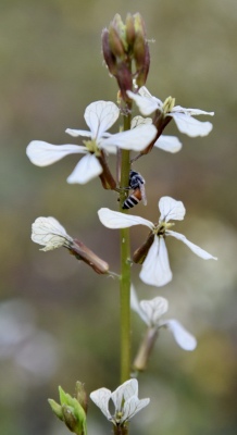 The Small Bee