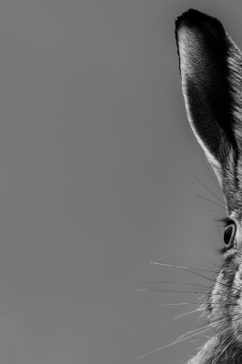 Hare