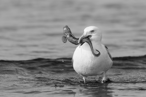 Herring gull with eelpout