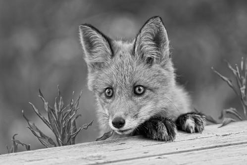 Little fox