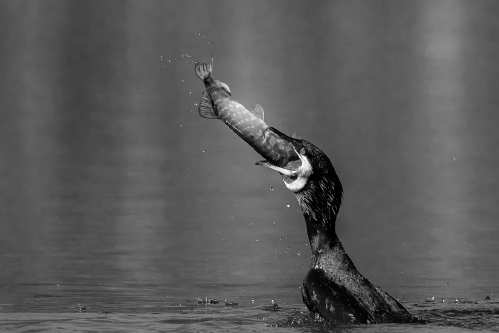 The big catch