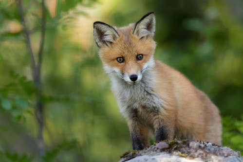 Young fox