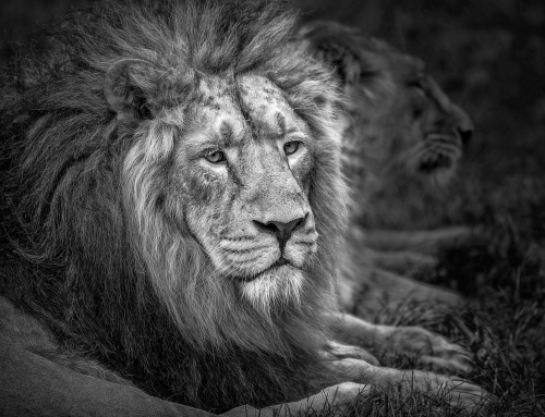 Asiatic  Lion 