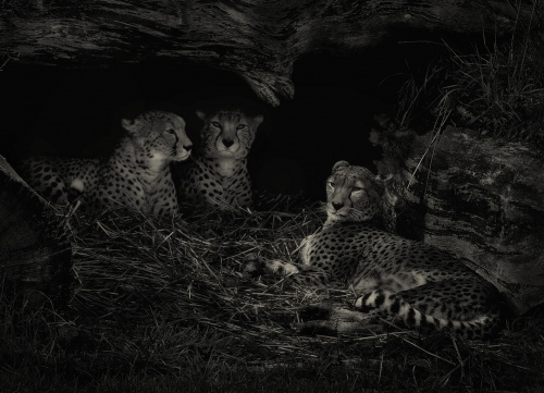 Cheetahs.