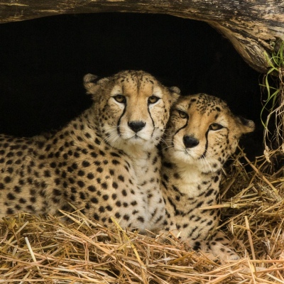 Chettahs