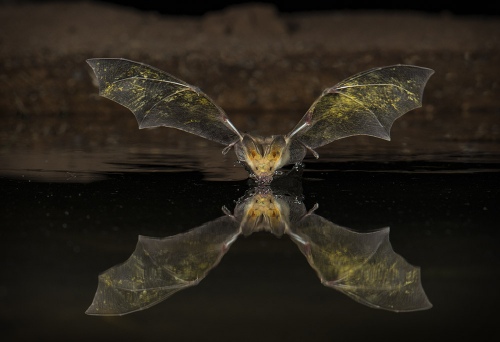 Bat Drinking