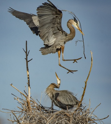 Heron with nesting material