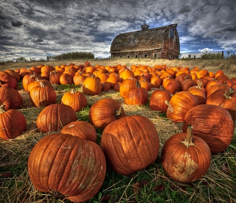 Pumpkin Patch