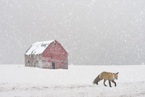 Snow Bound