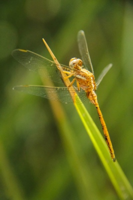 Dragon Fly