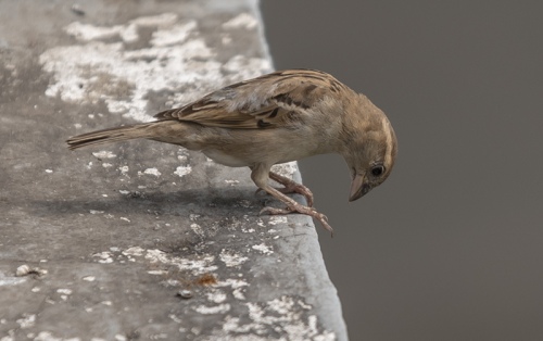Little Sparrow