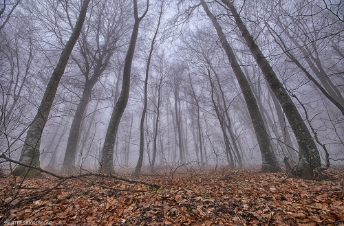 Forest Giants