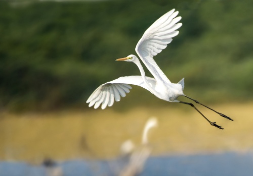 Majestic Flight