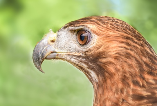 Red Tailed Hawk