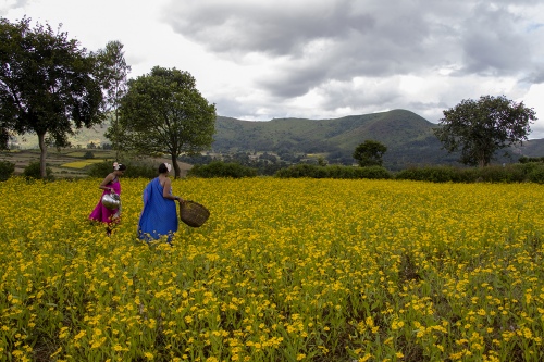 MUSTARD FIELD