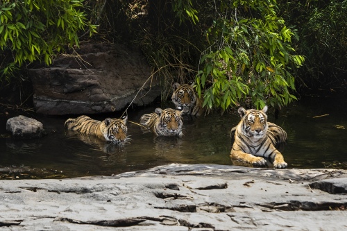 TIGER FAMILY AT RANTHAMBORE