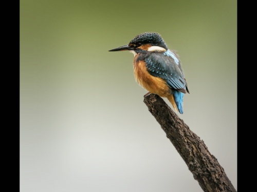 Baby Kingfisher