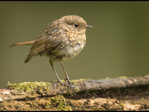 Baby Robin