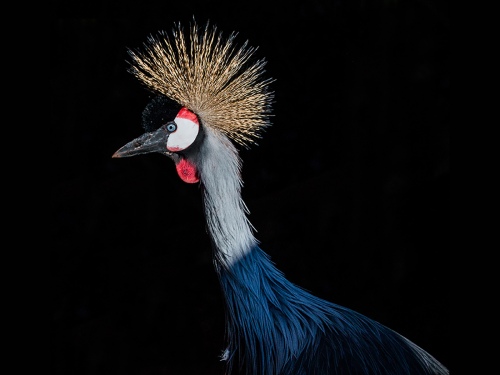 Black Crowned  Crane