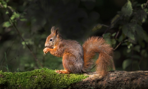 Red Squirrel with Nut
