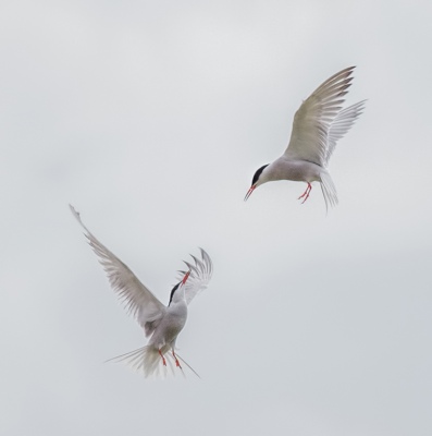 Squabbling Terns