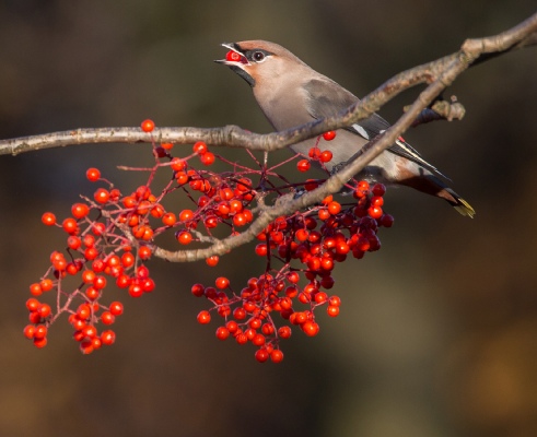 Waxwing Eating Berries