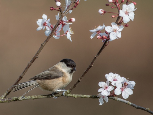 Willow Tit