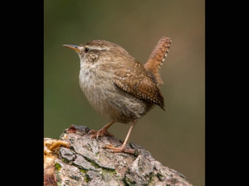Wren