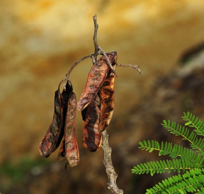 Dried pods