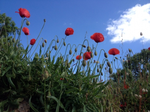 Poppies 7