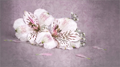 Alstroemeria