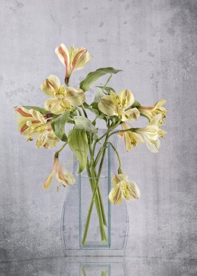 Alstroemeria in a vase