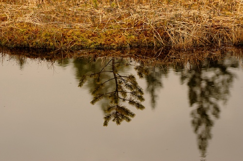 Reflection