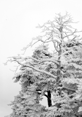 Snowy trees