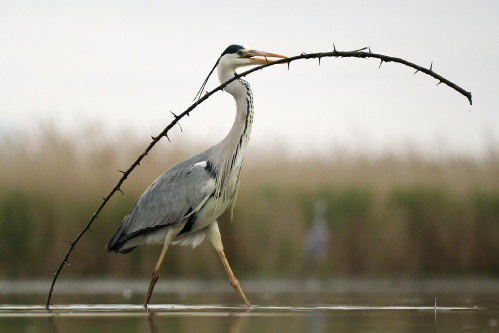 Grey heron carrier