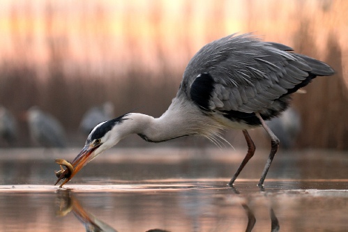 Grey heron with fish 09