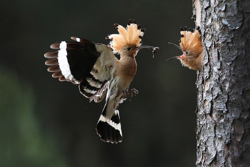 Hoopoe feeding