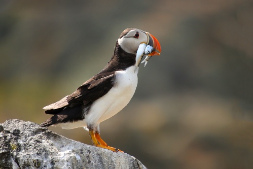 Puffin with fishes