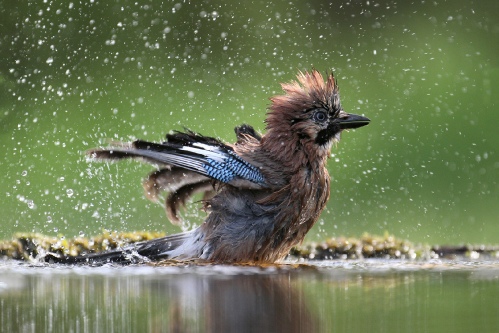 While bathing
