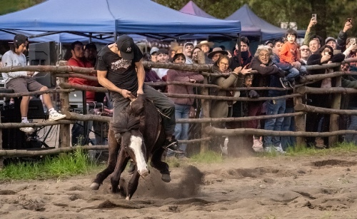 Horse taming
